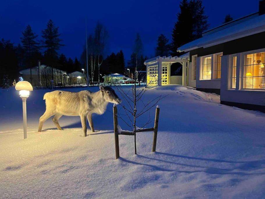 Kielo In Center Near All The Main Spots Rovaniemi Zewnętrze zdjęcie